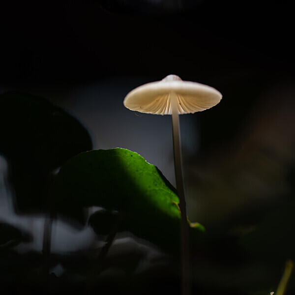Browndown mushroom IMG_4020 - Best of 2019 - Autumn, Winter