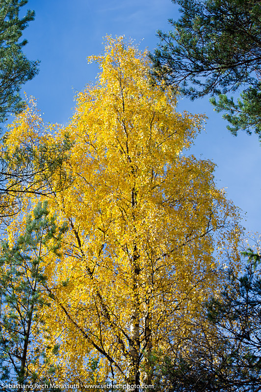  - Lappland & Coast