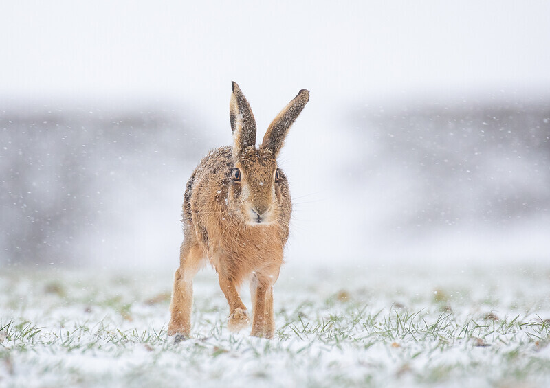 3rd Open 51 Brown hare in the snow - Liz Wallis winner of the Ray Hines Memorial 2021