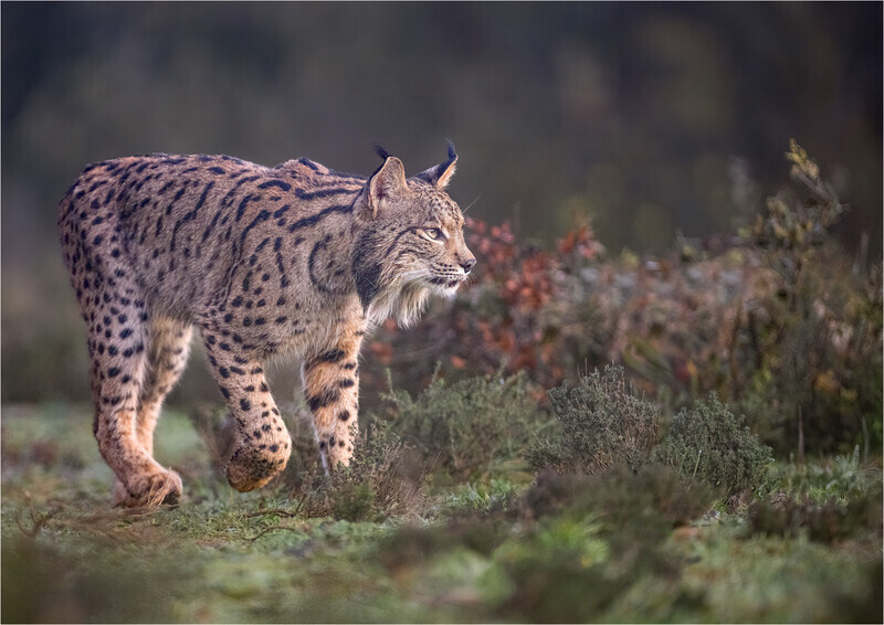 Print - Bronze - Charlie Kidd - Lynx on the hunt - 3rd Open