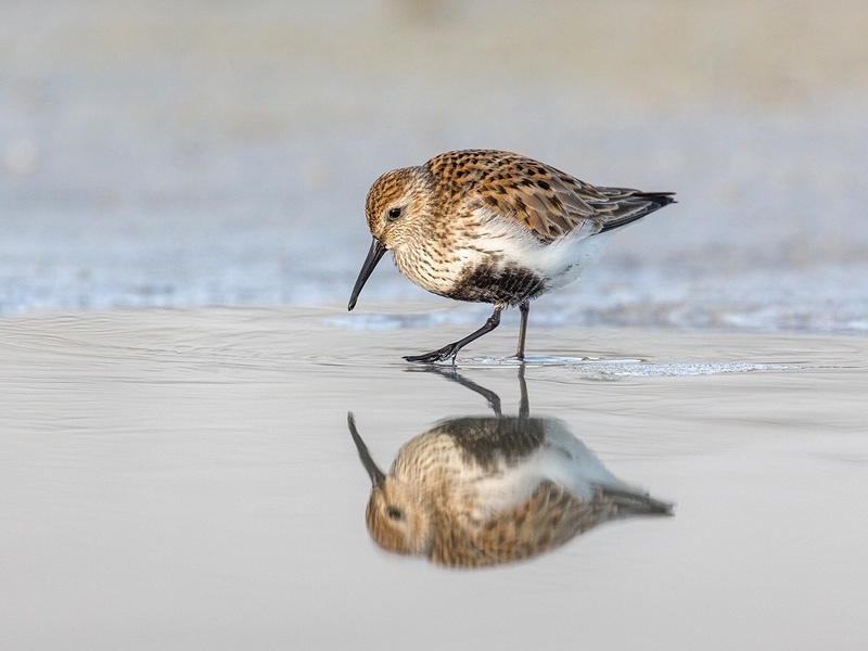 Gold Liz Wallis Dunlin Reflection - 2nd Open
