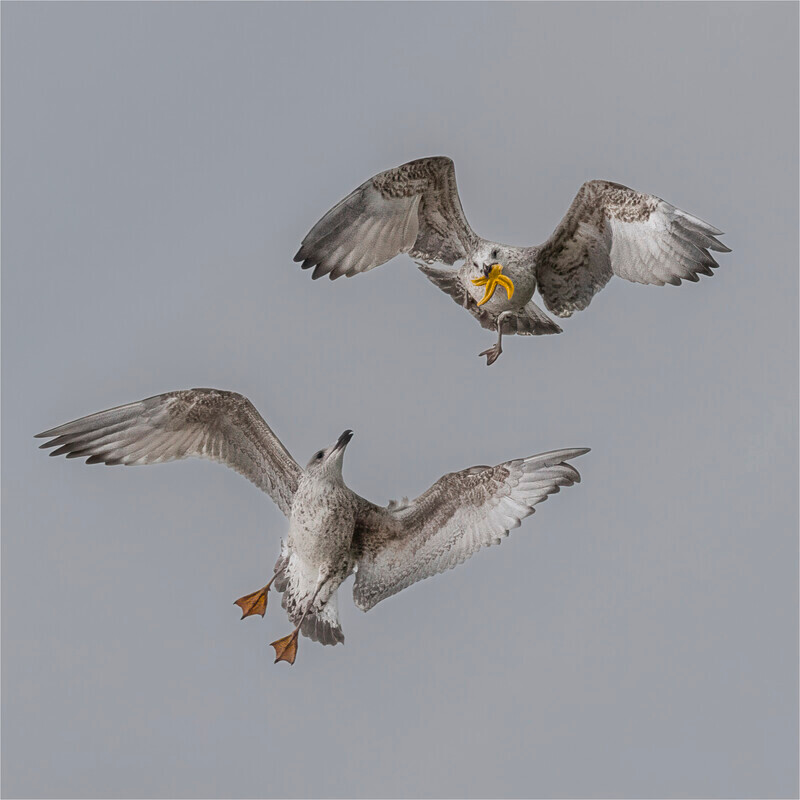 2 Aerial Ambush - Jan Sullivan - Gold