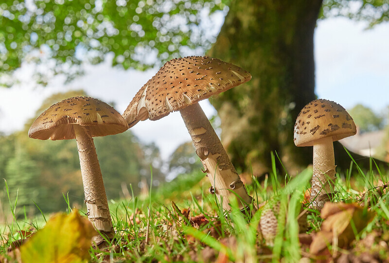 Gold-Print-John Whitehurst-Snakeskin Grisette Amanita ceciliae - Nature