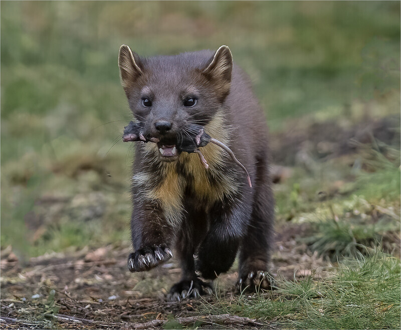 Gold-Digital-Charlie Kidd-pine marten with rat - Nature