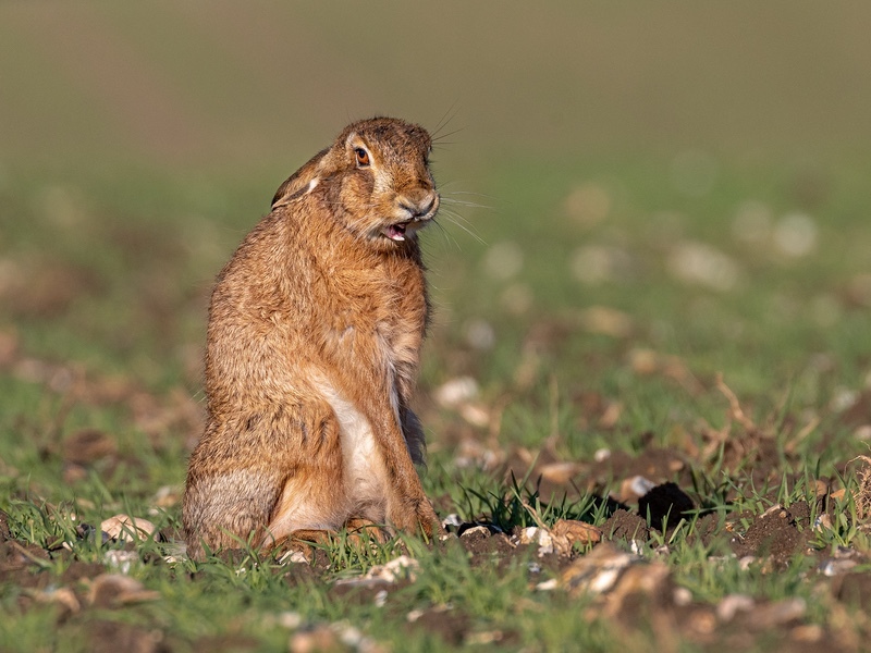 Silver Liz Wallis Brown Hare - That Monday morning feeling - 2nd Open