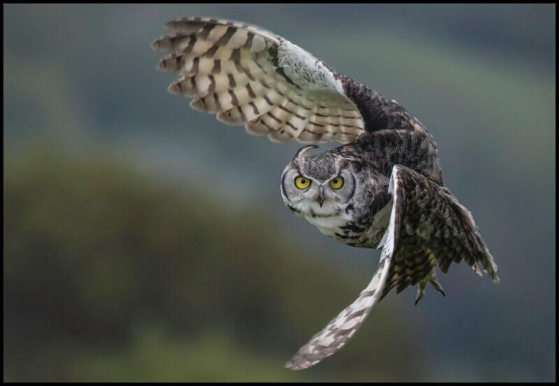 3rd digital Long eared owl Jo Wakeman   - 1st Open