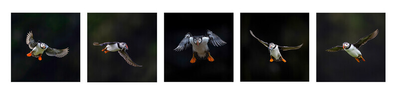 Bronze Neil Thomas Puffin in Flight - Panels