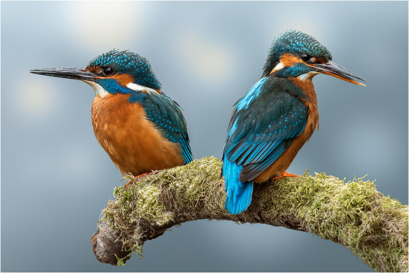 Digital - Silver - John Powell - Mr  Mrs - 2nd Open