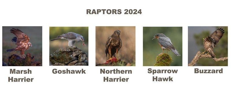Bronze-Charlie Kidd-Raptors  - Panels