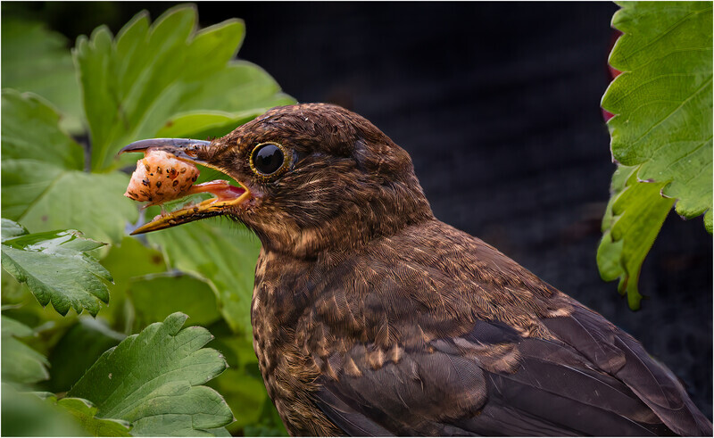 Digital - Silver - Cheryl Hewitt - Strawberry Thief - 1st Open