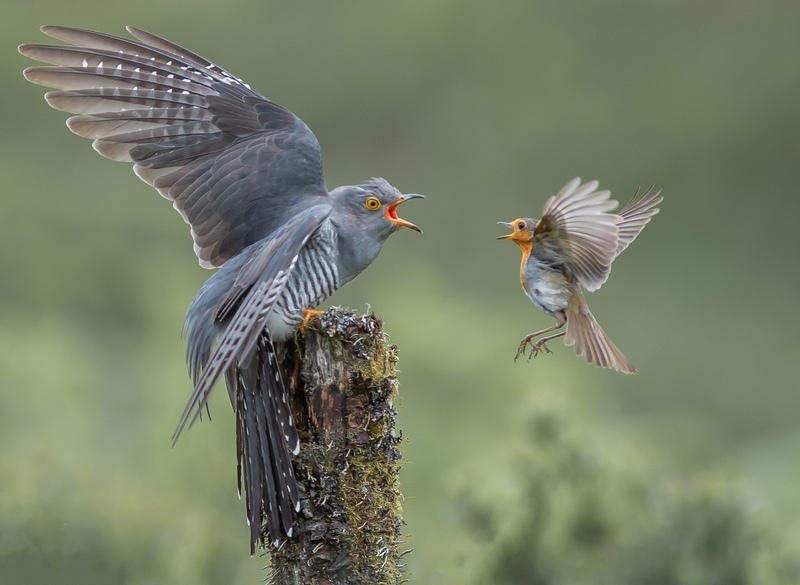 7 Cuckoo Robin confrotation 30  - Charlie Kidd (DPAGB)