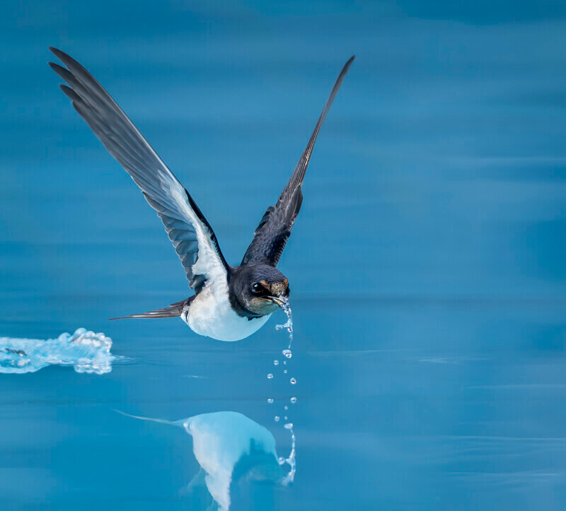 Print - Gold - Jan Sullivan - Drink on the Wing - Nature