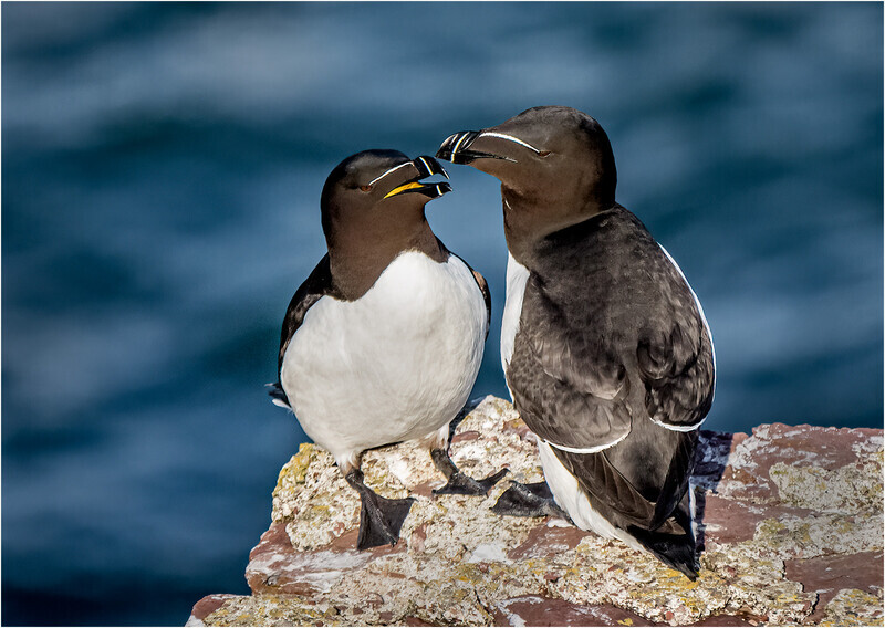 Cheryl Hewitt-Gold Medal-Print-Razorbills Together_ - 2nd Open