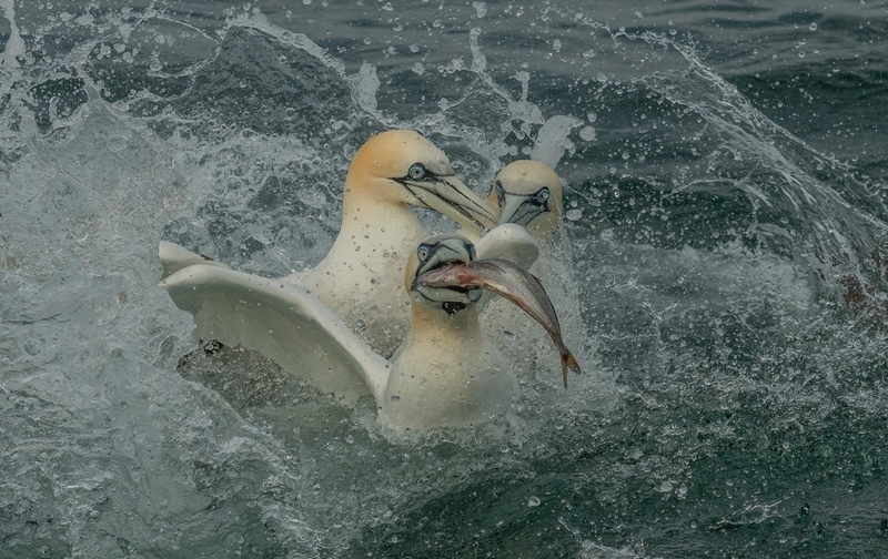Digital-Silver- Ali Reese-Fight for Fish Supper - Nature