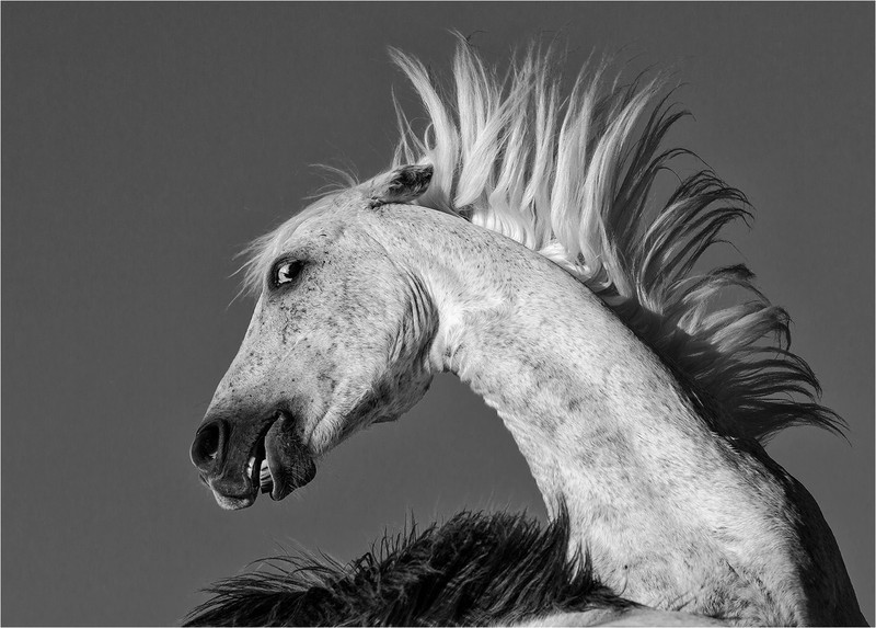 Feisty Stallion copy - LIZ WALLIS (DPAGB)