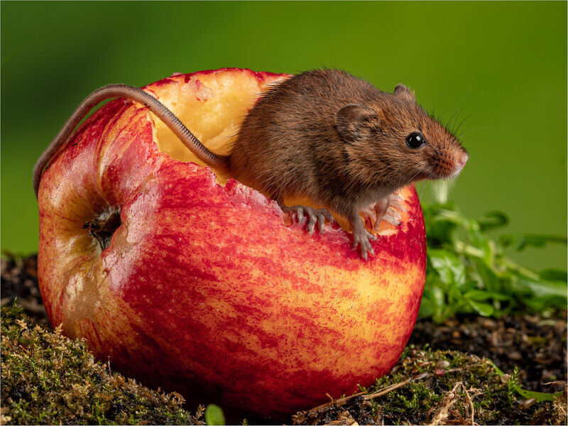 1st Mick Haligan Harvest Mouse eating Apple - Mike Rowe Memorial