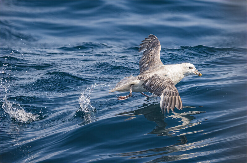Print_Bronze_Cheryl Hewitt_Fulmar on the run_ - 2nd Open