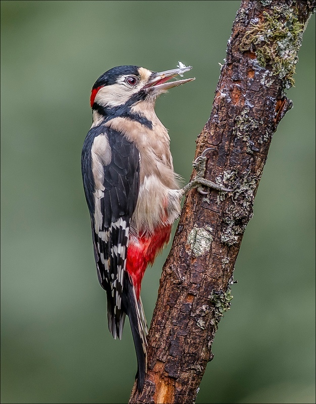 12 Woodpecker Eating 23   - Charlie Kidd (DPAGB)