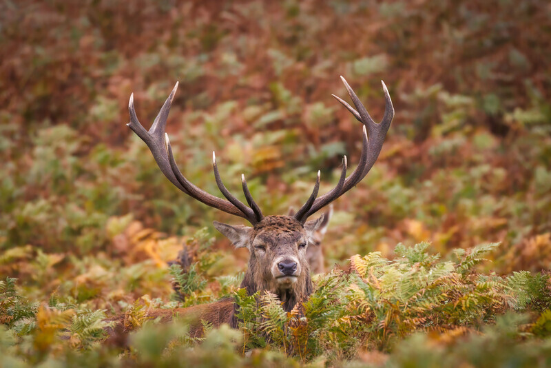 5-Autumn colours in the ruting season - Dave Bolton - Bronze