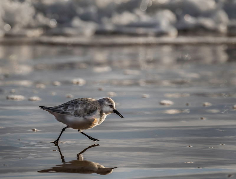 3rd Open 2nd place print  SANDERLING by Cheryl Hewitt - 3rd Open