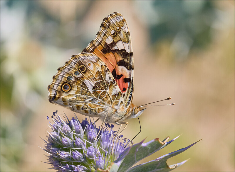 Print - Bronze - John Whitehurst - Painted Lady on Sea Holly - Nature