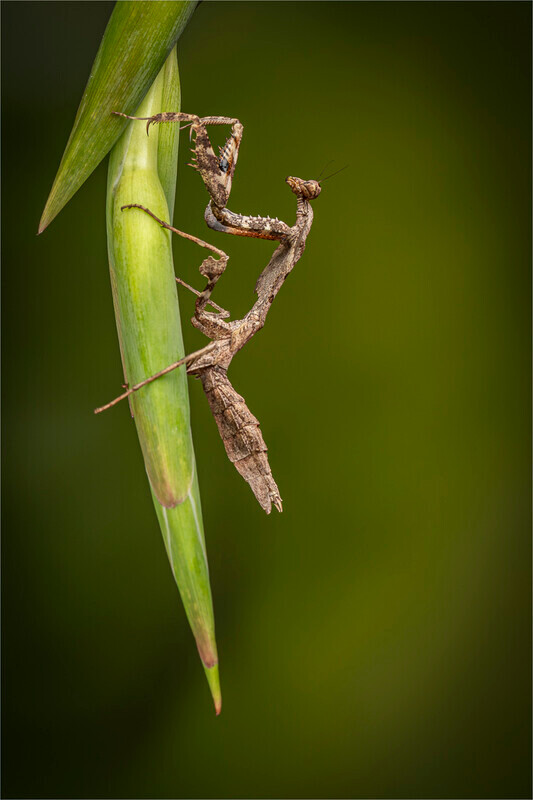 Digital_Bronze_Charles Kidd_Asian dead leaf Mantis - Gary Jenkins Memorial