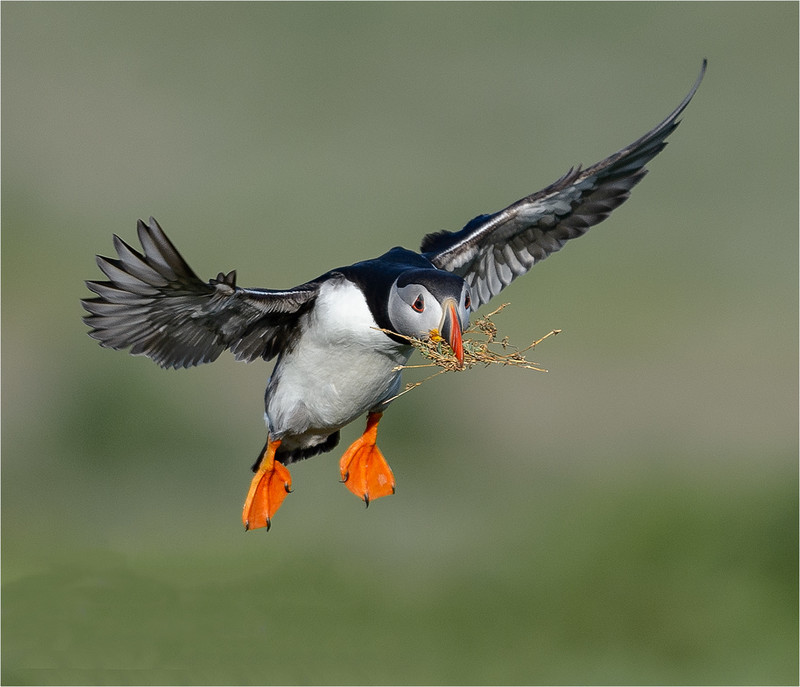 Puffin in Flight - Neil Thomas ( CPAGB )