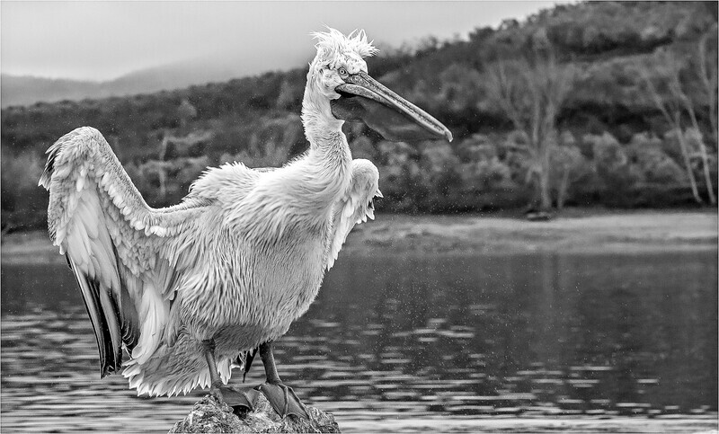 2nd-Charlie Kidd-Dalmation pelican having a shake - Mono 2020