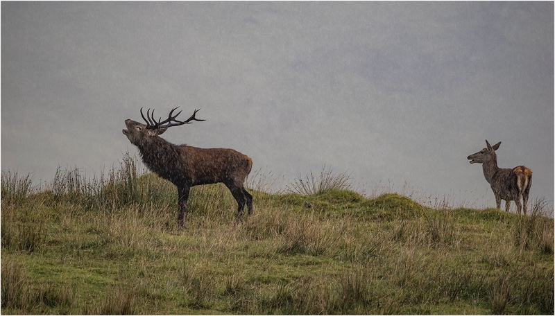 84 Hebridean Red Deer in the rain  - Mike Rowe Prints