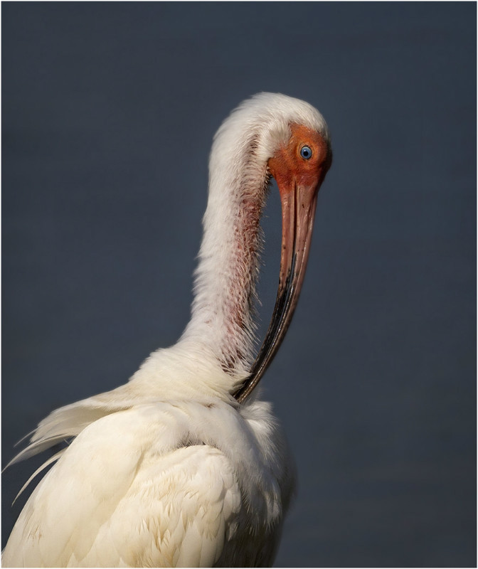 1st PDI White Ibis Portrait Mike Cullis - 2nd Open