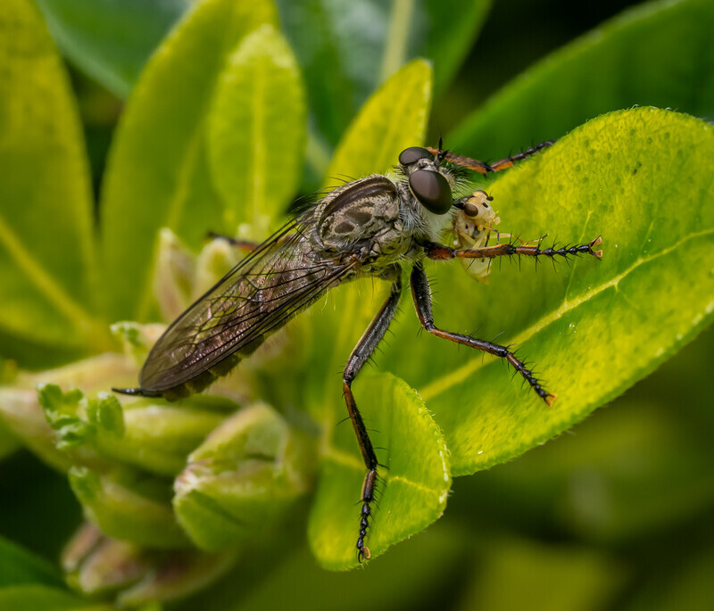 Digital_Silver_Rob Cox_Robber fly with prey - Gary Jenkins Memorial