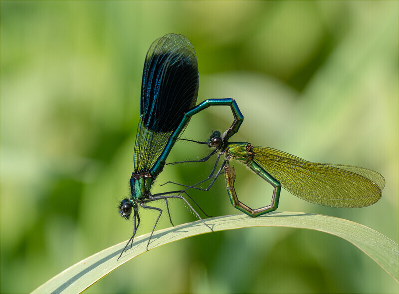 Silver Paul Richards Mating banded demoiselles - Gary Jenkins Memorial