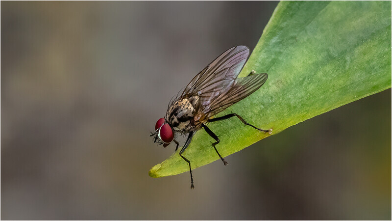 2 Leaf Life - Cheryl Hewitt - Silver