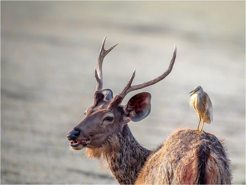 2nd PDI-Samba Deer With Pond Heron-Royston Packer - Wildlife