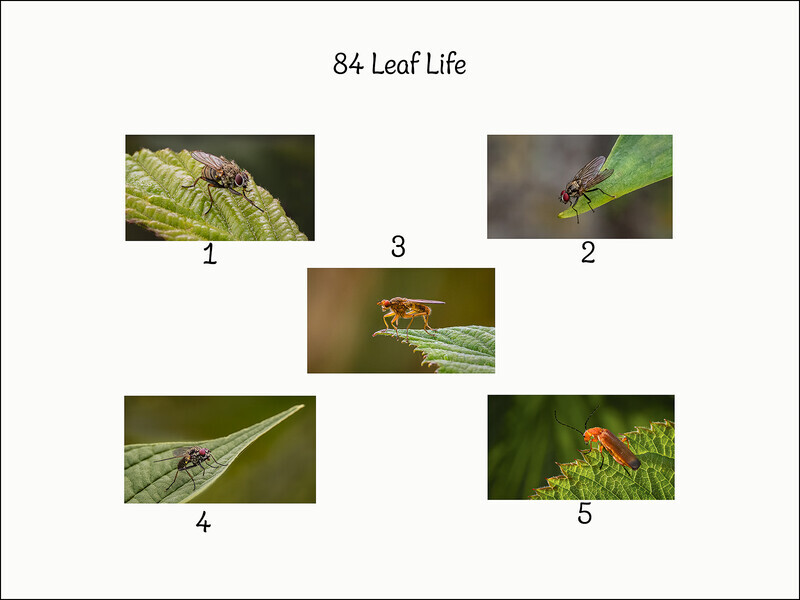 Leaf Life - Cheryl Hewitt - Silver