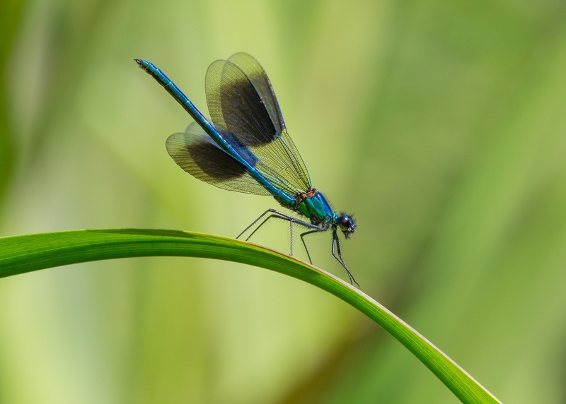 9 01 -Male demoiselle displaying - Panels