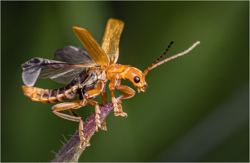 84 Insects of Colour 1  - Cheryl Hewitt-Bronze-Digital