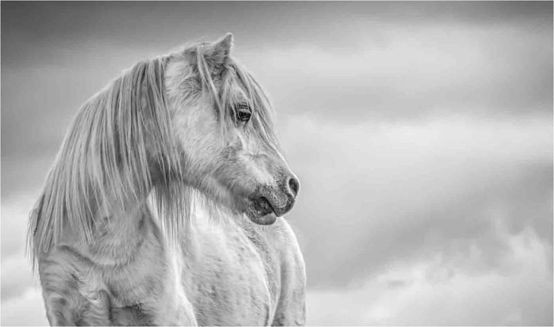 1st Print-My Little Pony-Jan Sullivan - Mono