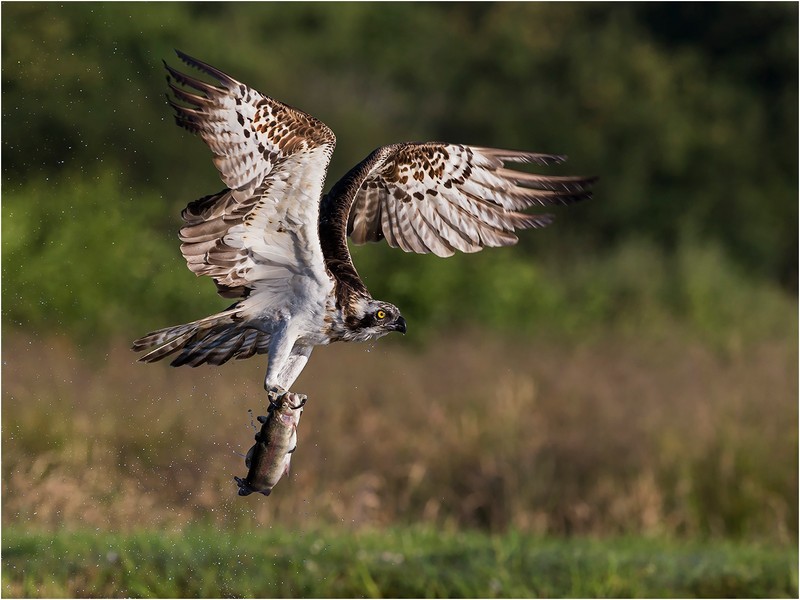 Osprey With Trout - GARY JENKINS (EFIAP)