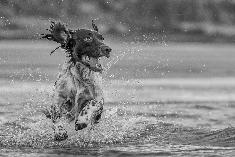 3rd PDI - Al Rees -   Loving Life - Mono