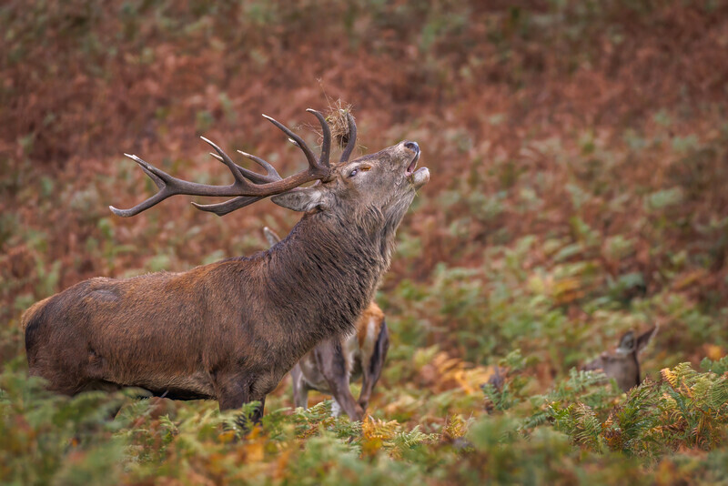 1-Autumn colours in the ruting season - Dave Bolton - Bronze