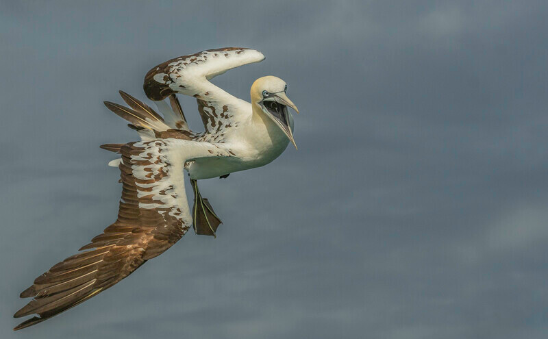 Al Rees The young Gannet - Nature