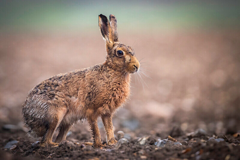 Print_Gold_Dave Bolton_brown hare in ploughed field - 2nd Open