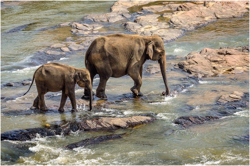 1st PDI-Elephants Crossing the River-Roy Peters - Wildlife