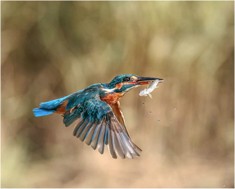 1st Print Kingfisher Take Away Royston Packer - POTY