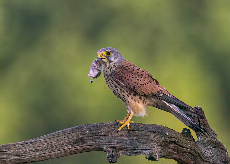 Digital-Bronze-Neil Thomas-Kestrel with prey - 3rd Open