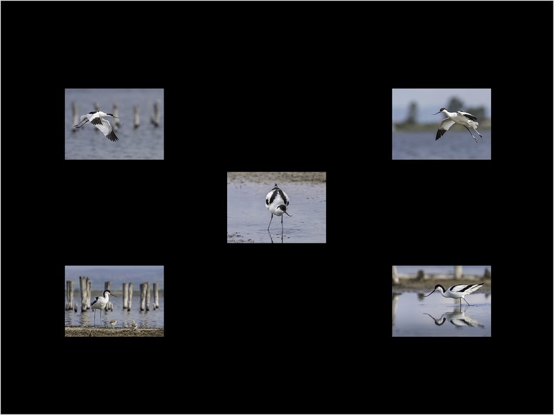 1st Print-Avocets-Al Rees - Panels