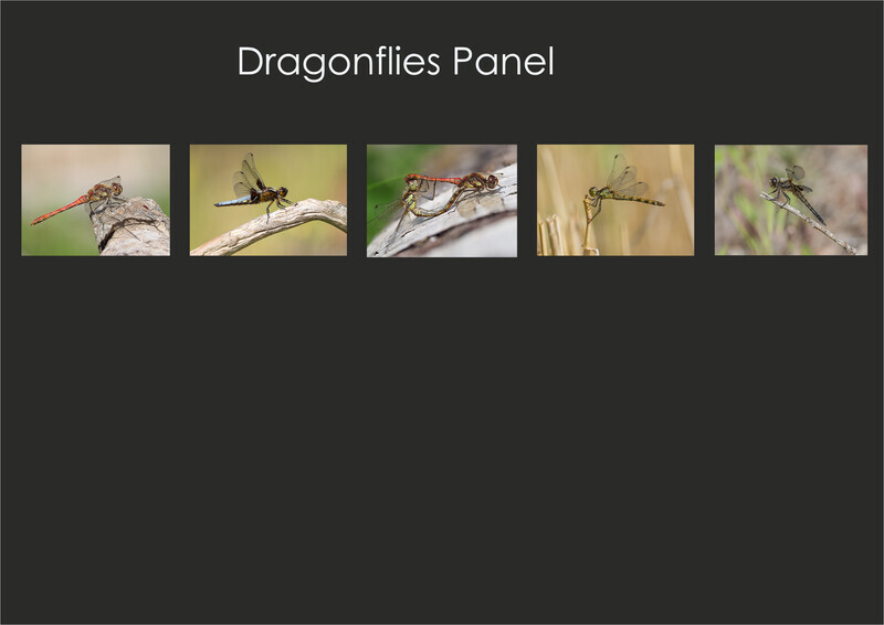 01 - Dragonflies panel Layout plan - Bronze - Paul Richards