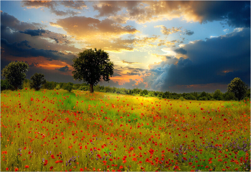 Print - Silver - John Slater - Norfork poppys fields - Landscape