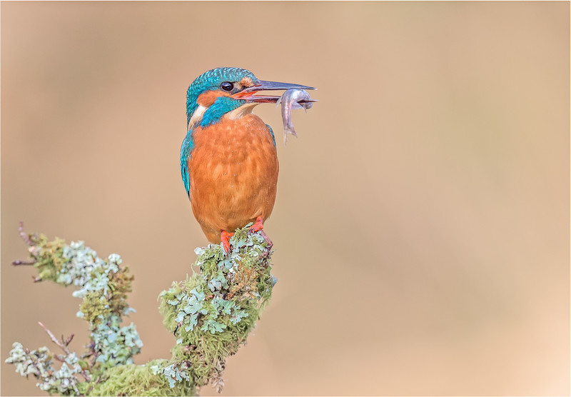 Charlie Kidd 3rd Kingfisher caught at sunrise - Nature